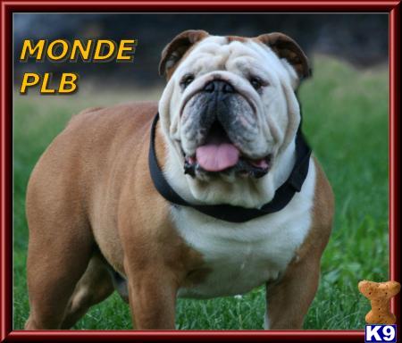 Stud Dogs - Bulldog
